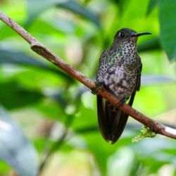 Many-spotted hummingbird